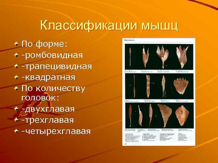 Классификации мышц По форме: -ромбовидная -трапецивидная -квадратная По количеству головок: -двухглавая -трехглавая -четырехглавая 