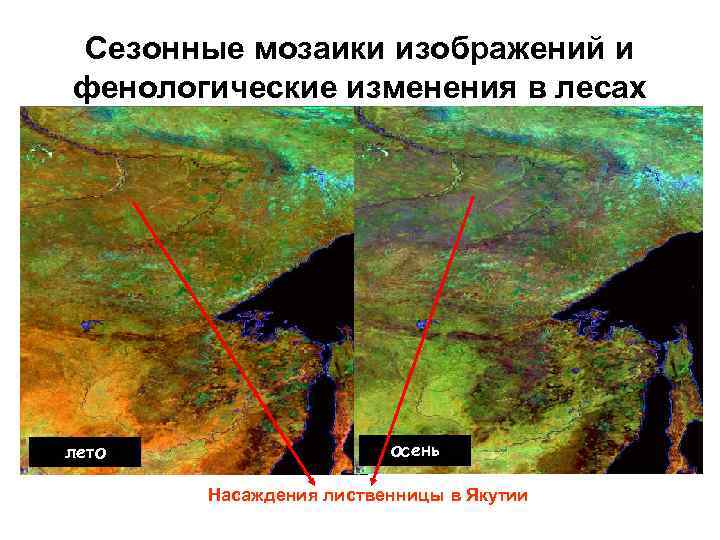 Сезонные мозаики изображений и фенологические изменения в лесах лето осень Насаждения лиственницы в Якутии