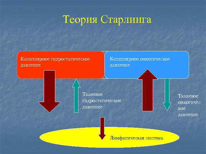 Теория Старлинга Капиллярное гидростатическое давление Капиллярное онкотическое давление Тканевое гидростатическое давление Лимфатическая система Тканевое