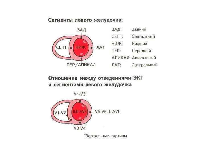 Масса левого желудочка. Толщина стенки миокарда левого желудочка в норме. Толщина миокарда левогт жел. Толщина миокарда левого желудочка норма. Толщина миокарда левого желудочка.