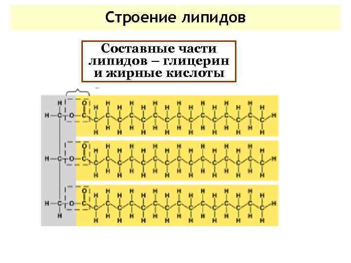 Строение липидов Составные части липидов – глицерин и жирные кислоты 