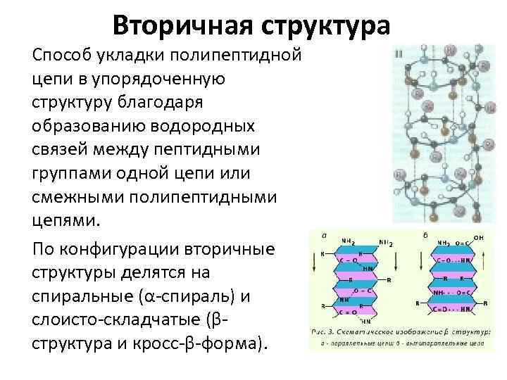 Вторичная структура Способ укладки полипептидной цепи в упорядоченную структуру благодаря образованию водородных связей между