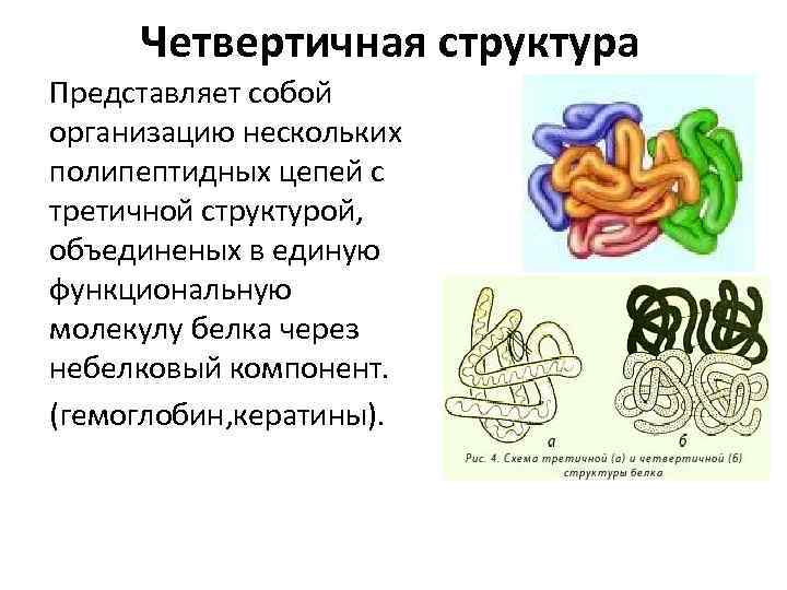 Четвертичная структура Представляет собой организацию нескольких полипептидных цепей с третичной структурой, объединеных в единую