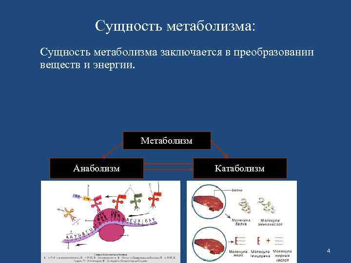 Сущность метаболизма: Сущность метаболизма заключается в преобразовании веществ и энергии. Метаболизм Анаболизм Катаболизм 4