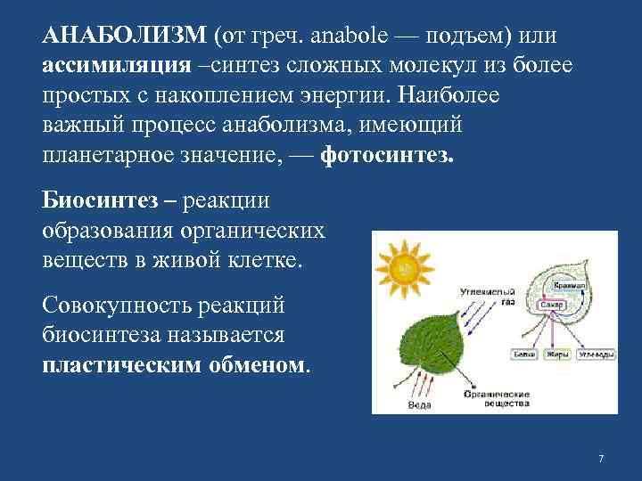 АНАБОЛИЗМ (от греч. anabole — подъем) или ассимиляция –синтез сложных молекул из более простых