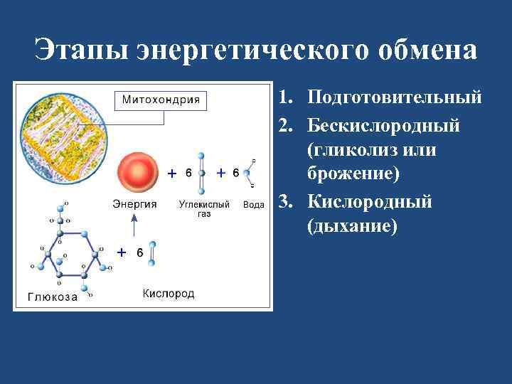 Этапы энергетического обмена 1. Подготовительный 2. Бескислородный (гликолиз или брожение) 3. Кислородный (дыхание) 