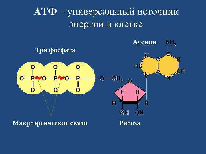 Молекула атф макроэргические связи