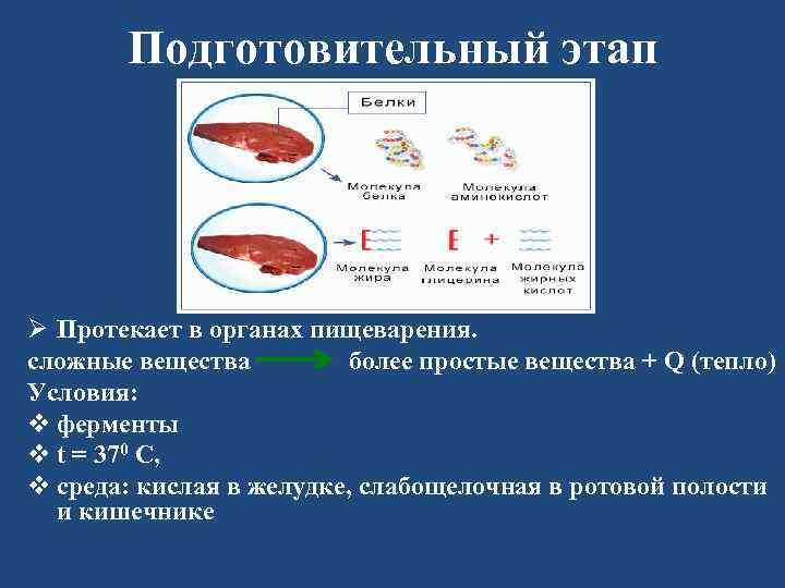 Подготовительный этап Ø Протекает в органах пищеварения. сложные вещества более простые вещества + Q