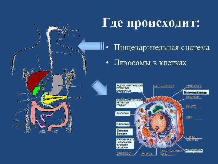 Где происходит: • Пищеварительная система • Лизосомы в клетках 