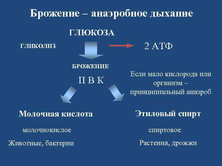Брожение – анаэробное дыхание Брожение – ГЛЮКОЗА 2 АТФ ГЛИКОЛИЗ БРОЖЕНИЕ П В К