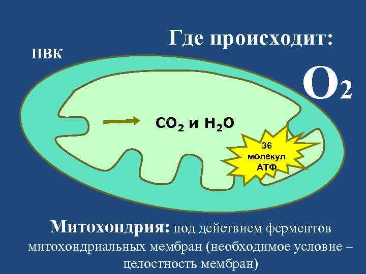 ПВК Где происходит: О 2 СО 2 и Н 2 О 36 молекул АТФ