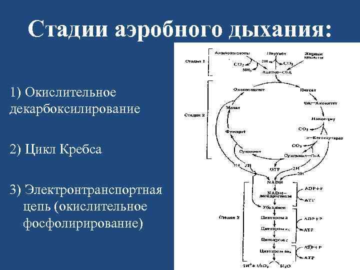 Процесс аэробного дыхания отображает схема