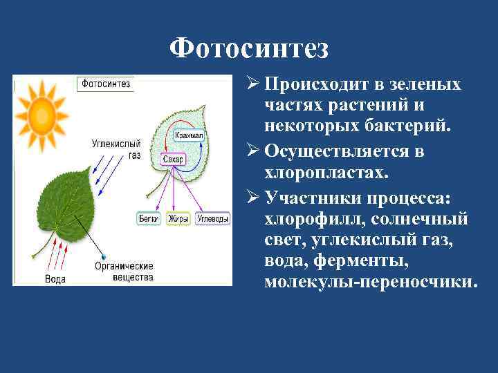 Фотосинтез Ø Происходит в зеленых частях растений и некоторых бактерий. Ø Осуществляется в хлоропластах.