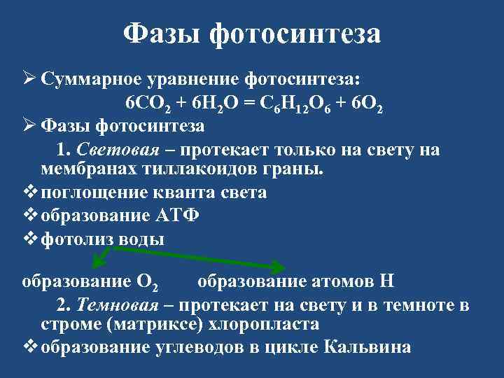 Фазы фотосинтеза Ø Суммарное уравнение фотосинтеза: 6 СО 2 + 6 Н 2 О