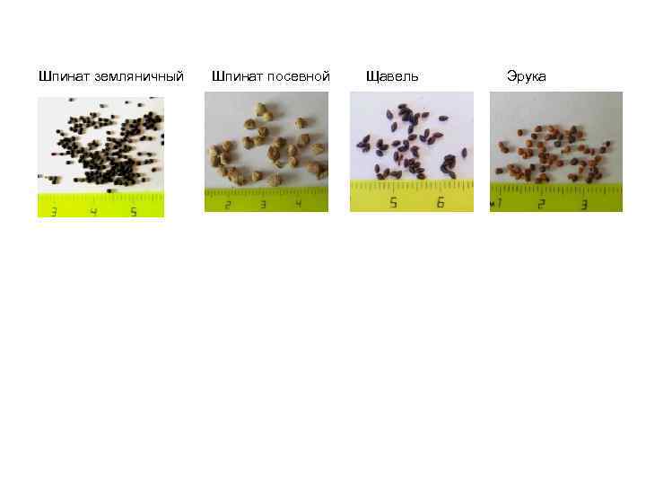 Шпинат земляничный Шпинат посевной Щавель Эрука 