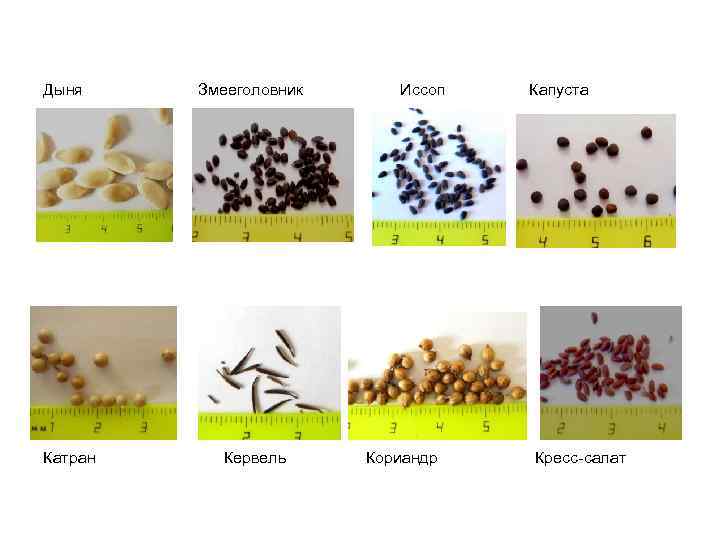 Дыня Катран Змееголовник Кервель Иссоп Кориандр Капуста Кресс-салат 