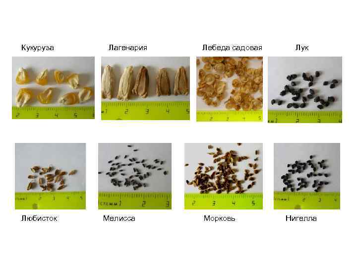 Кукуруза Любисток Лагенария Мелисса Лебеда садовая Морковь Лук Нигелла 