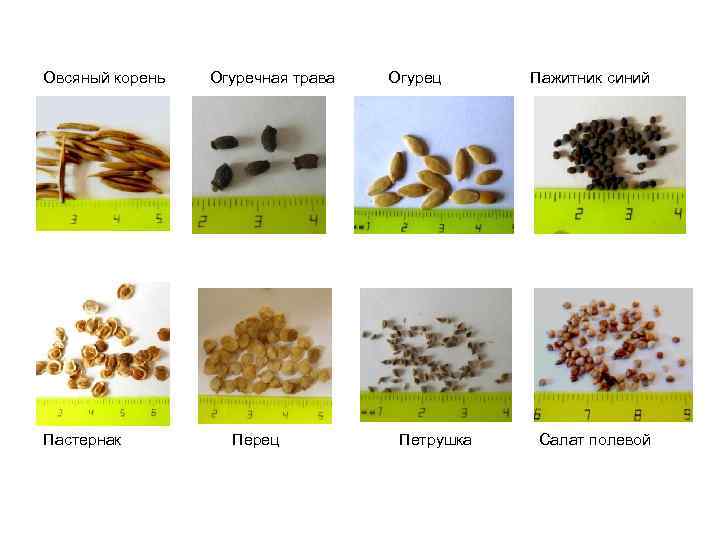 Овсяный корень Пастернак Огуречная трава Перец Огурец Петрушка Пажитник синий Салат полевой 