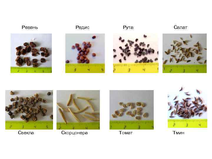 Ревень Свекла Редис Скорцонера Рута Томат Салат Тмин 