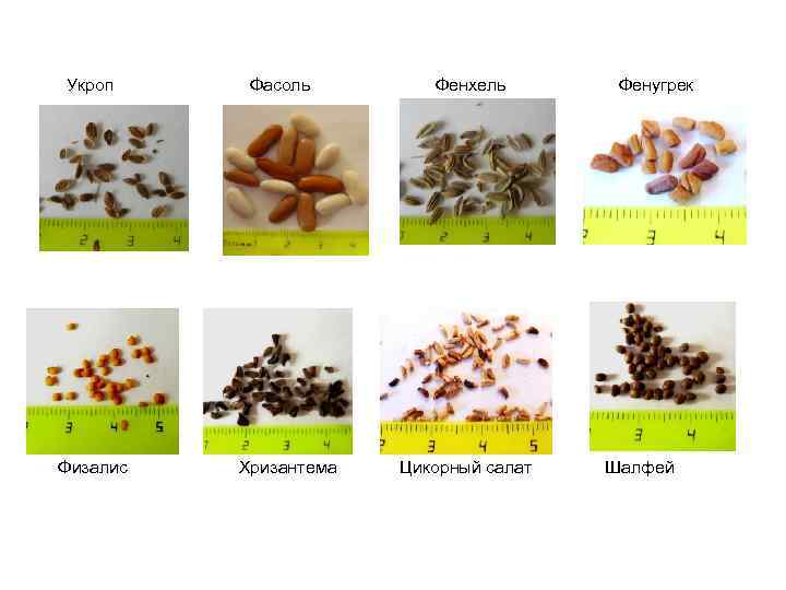 Укроп Физалис Фасоль Хризантема Фенхель Цикорный салат Фенугрек Шалфей 