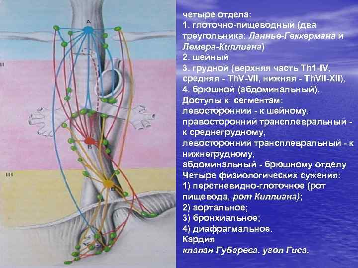 четыре отдела: 1. глоточно-пищеводный (два треугольника: Ланнье-Геккермана и Лемера-Киллиана) 2. шейный 3. грудной (верхняя