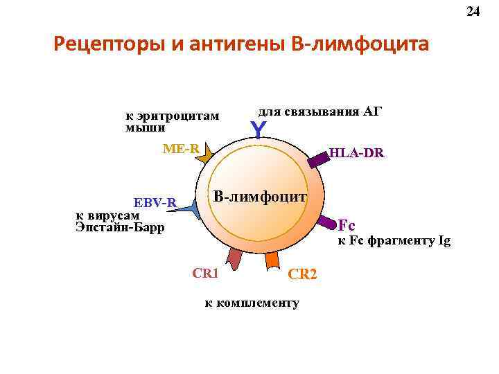 24 Рецепторы и антигены В-лимфоцита к эритроцитам мыши ME-R EBV-R к вирусам Эпстайн-Барр для