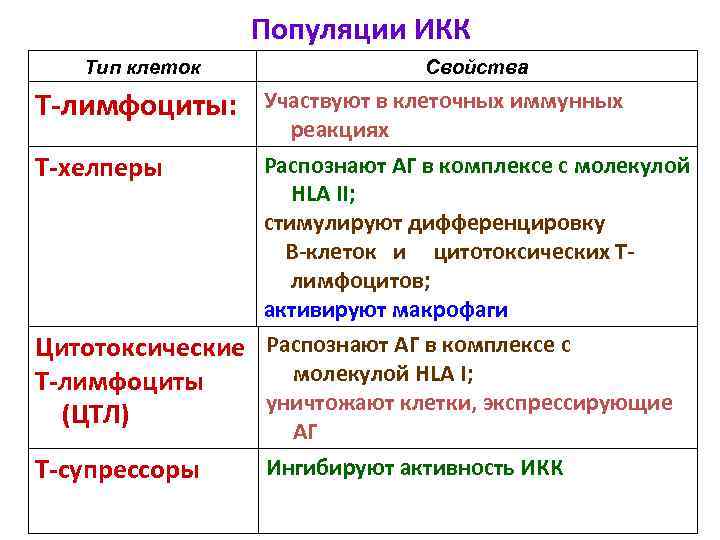 Функции лимфоцитов