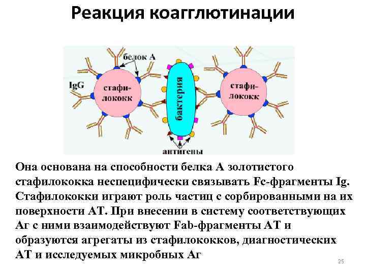 Реакция коагглютинации Она основана на способности белка А золотистого стафилококка неспецифически связывать Fc-фрагменты Ig.