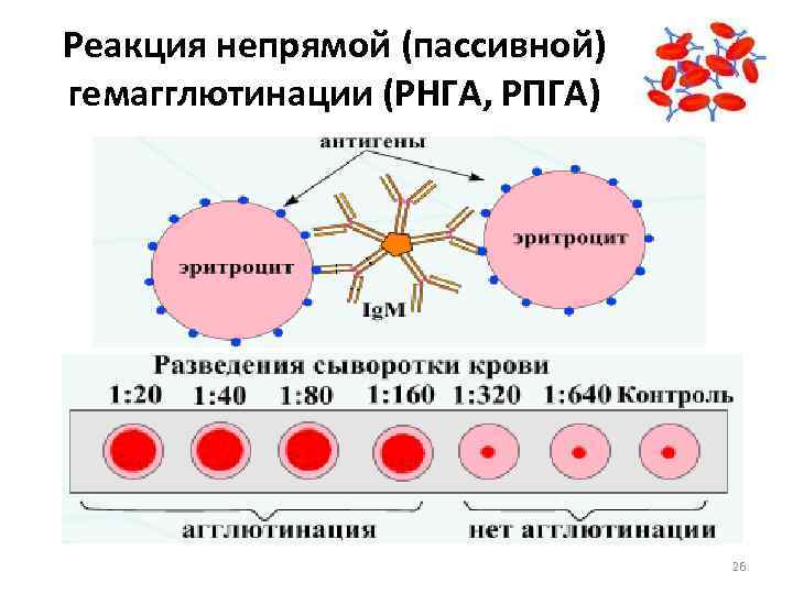 Реакция непрямой (пассивной) гемагглютинации (РНГА, РПГА) 26 