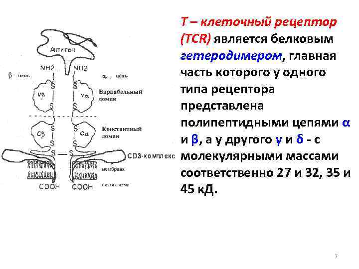Т – клеточный рецептор (TCR) является белковым гетеродимером, главная часть которого у одного типа
