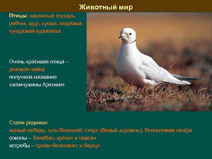 Животный мир Птицы: каменный глухарь, рябчик, щур, кукша, кедровка, тундровая куропатка Очень красивая птица