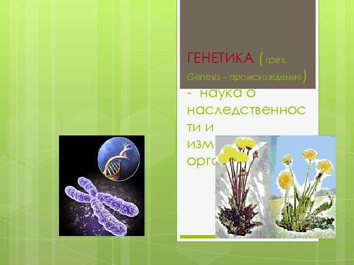 ГЕНЕТИКА ( греч. Genesis – происхождение ) наука о наследственнос ти и изменчивости организмов