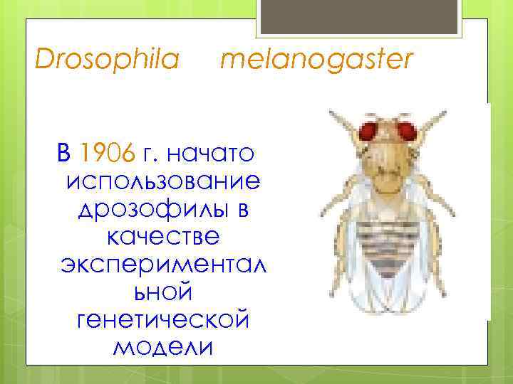 Drosophila melanogaster В 1906 г. начато использование дрозофилы в качестве экспериментал ьной генетической модели