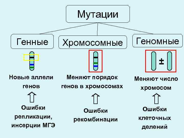 Мутации Генные Хромосомные Геномные ± Новые аллели генов Ошибки репликации, инсерции МГЭ Меняют порядок