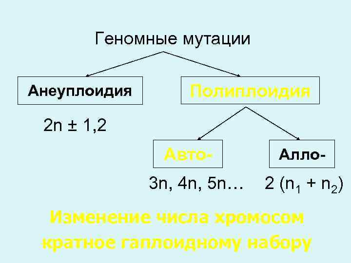 Геномные мутации Анеуплоидия Полиплоидия 2 n ± 1, 2 Авто 3 n, 4 n,