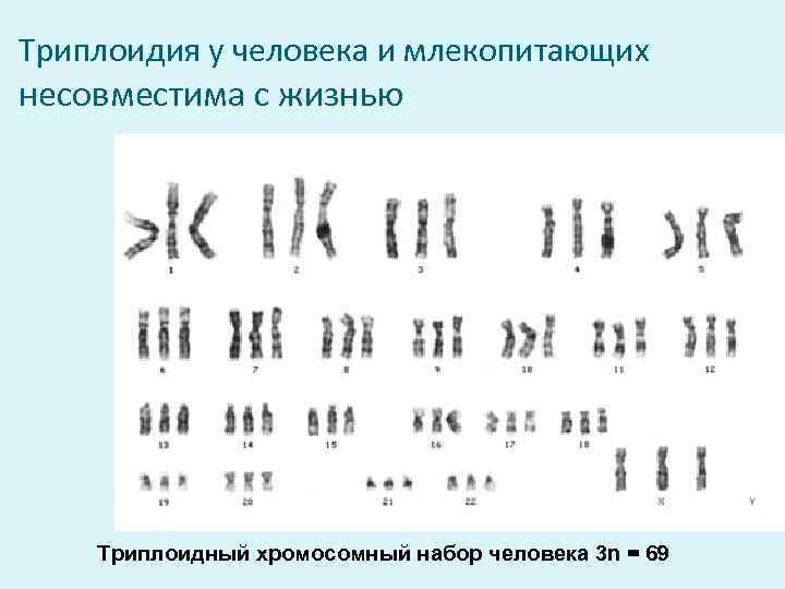 Триплоидия у человека и млекопитающих несовместима с жизнью Триплоидный хромосомный набор человека 3 n
