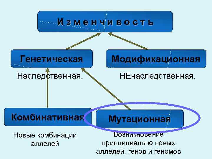 Изменчивость Генетическая Модификационная Наследственная. НЕнаследственная. Комбинативная Новые комбинации аллелей Мутационная Возникновение принципиально новых аллелей,
