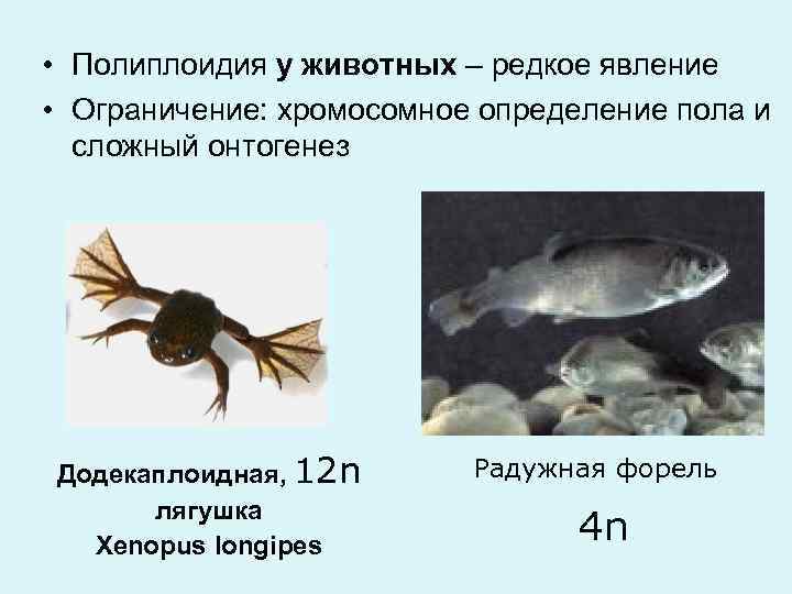  • Полиплоидия у животных – редкое явление • Ограничение: хромосомное определение пола и
