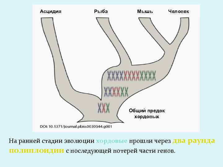 Асцидия Рыба Мышь Человек Общий предок хордовых На ранней стадии эволюции хордовые прошли через