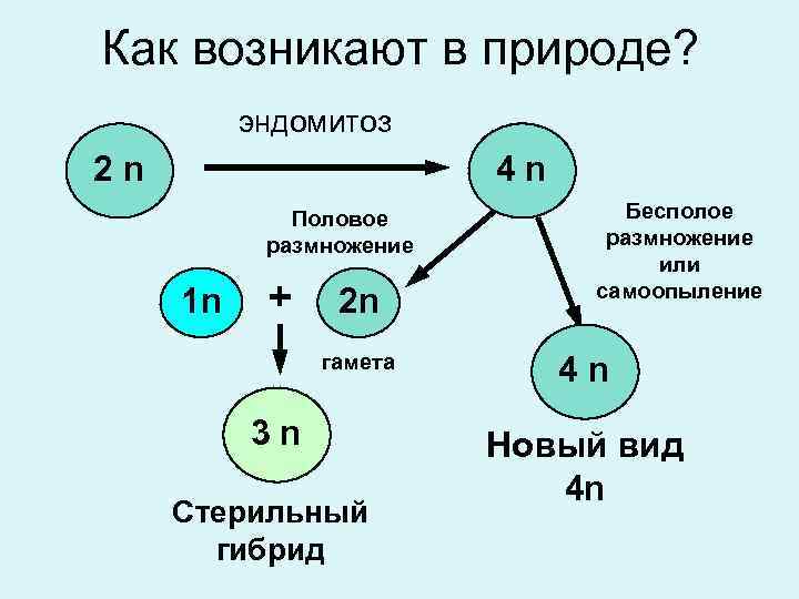 2n 1 как называется данная мутация. Эндомитоз. Эндомитоз биологическое значение. Полиплоидия и политения. Амитоз эндомитоз политения.