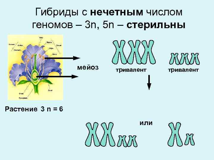 Гибриды с нечетным числом геномов – 3 n, 5 n – стерильны мейоз тривалент