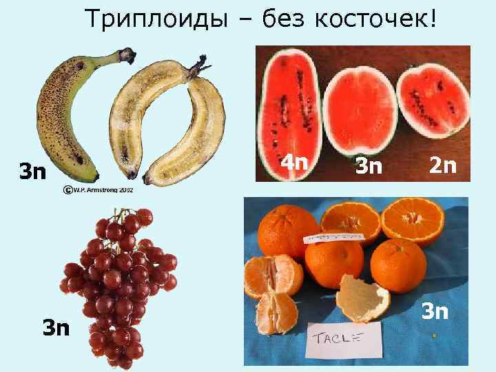 Триплоиды – без косточек! 3 n 3 n 4 n 3 n 2 n