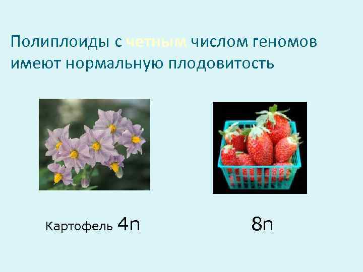 Найдите в интернете материалы и подготовьте компьютерную презентацию вкусные полиплоиды