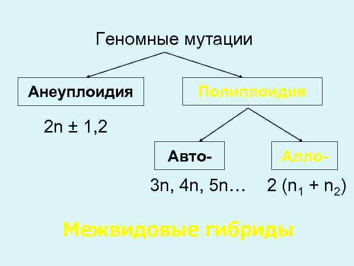 Геномные мутации Анеуплоидия Полиплоидия 2 n ± 1, 2 Авто- 3 n, 4 n,