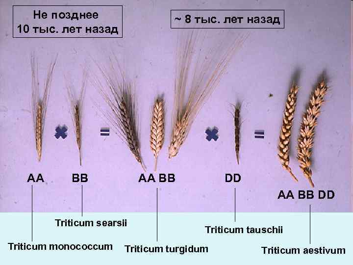 Не позднее 10 тыс. лет назад AA ~ 8 тыс. лет назад BB AA