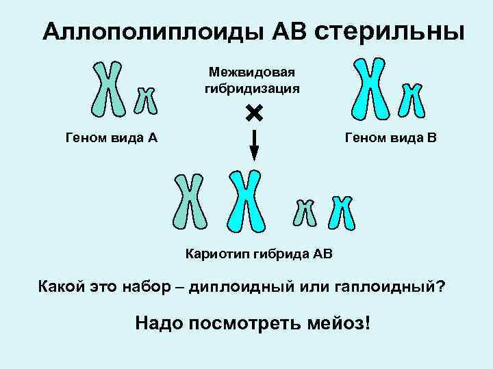 Межвидовые гибриды стерильными. Мутационная изменчивость хромосомы. Межвидовая гибридизация. Межвидовые гибриды. Аллополиплоиды.