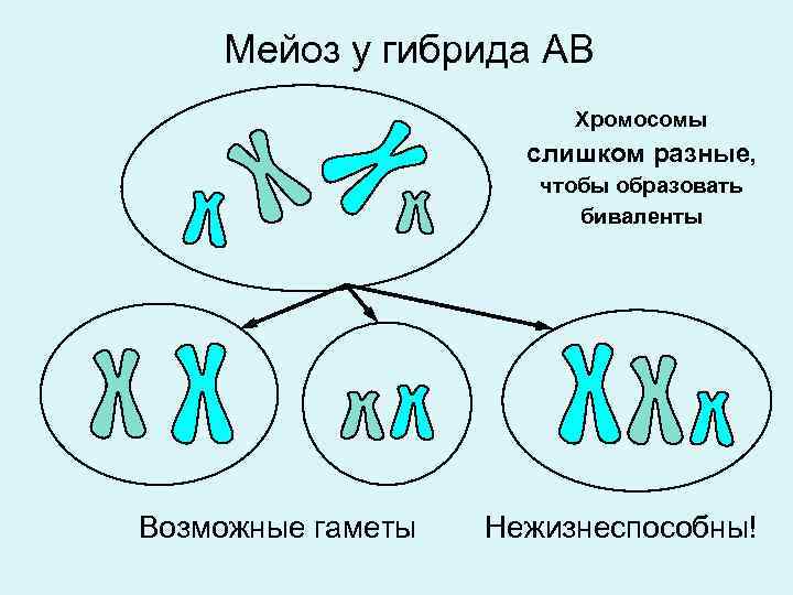 Мейоз у гибрида АВ Хромосомы слишком разные, чтобы образовать биваленты Возможные гаметы Нежизнеспособны! 