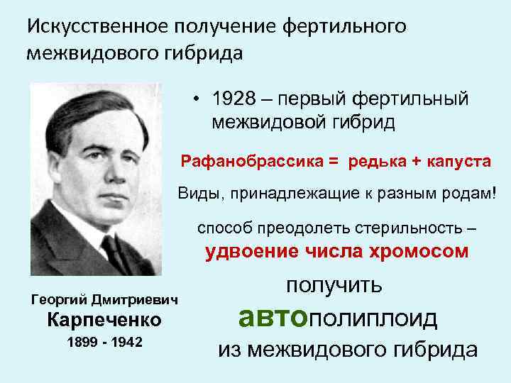 Искусственное получение фертильного межвидового гибрида • 1928 – первый фертильный межвидовой гибрид Рафанобрассика =