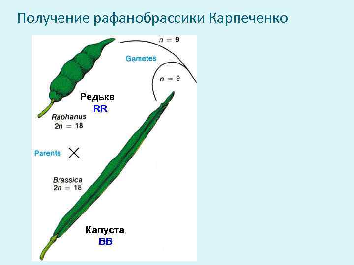 Метод г д карпеченко. Капустно-редечный гибрид Карпеченко. Карпеченко селекционер.