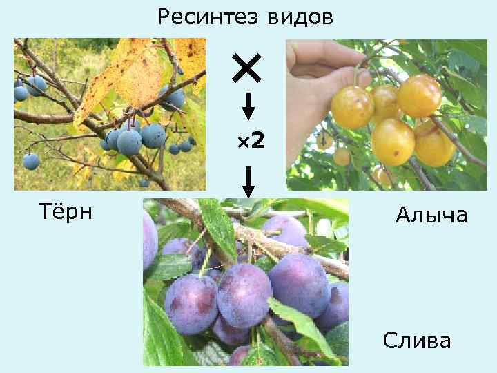 Ресинтез видов 2 Тёрн Алыча Слива 